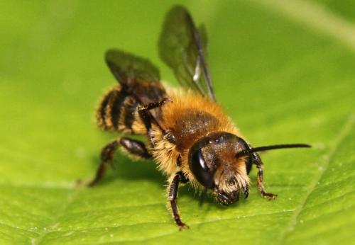 Osmia sp.